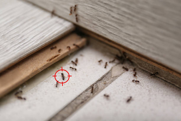 Best Emergency Pest Control  in Marietta, GA