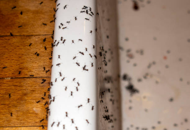 Best Exterminator Services  in Marietta, GA