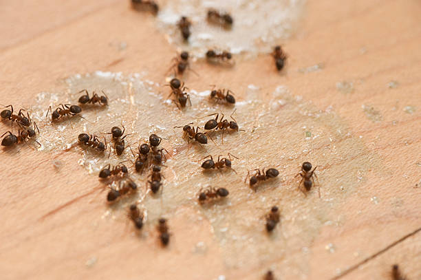 Best Wasp Removal Services  in Marietta, GA